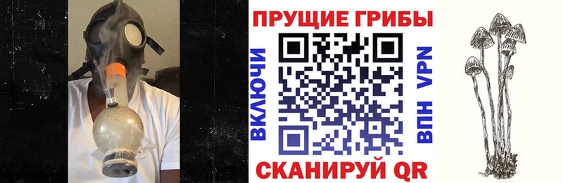 Галлюциногенные грибы Psilocybine cubensis  Смоленск 